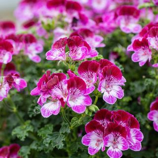 easy flowers to grow: Pelargonium 'Tip Top Duet'