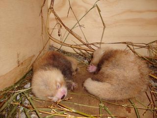 Newborns: Two red panda cubs, born to Shama and Tate, at the Smithsonian's National Zoo.
