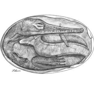 A reconstructive drawing of one of the mesosaur embryo fossils discovered Uruguay and Brazil and dating back 280 million years.