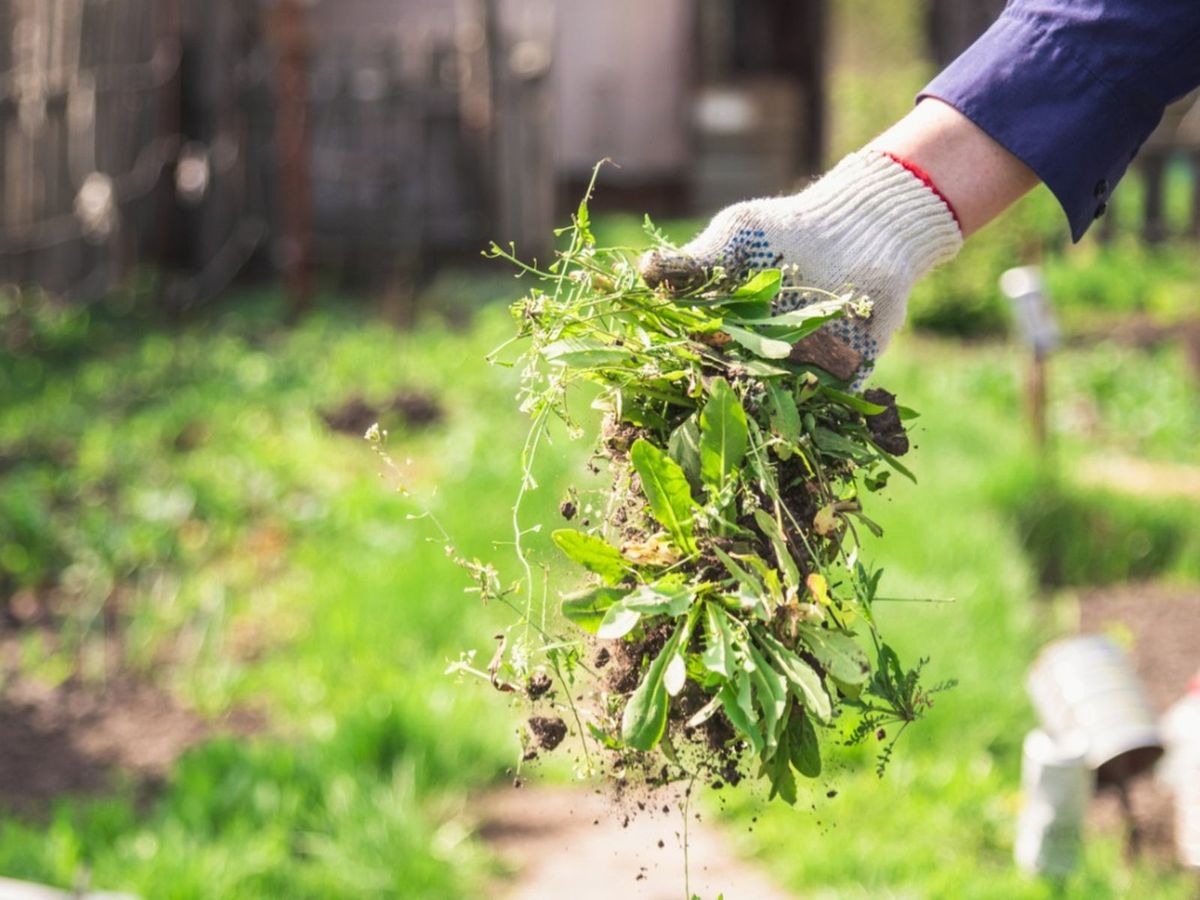 Natural weed control methods in a garden with mulch and manual removal