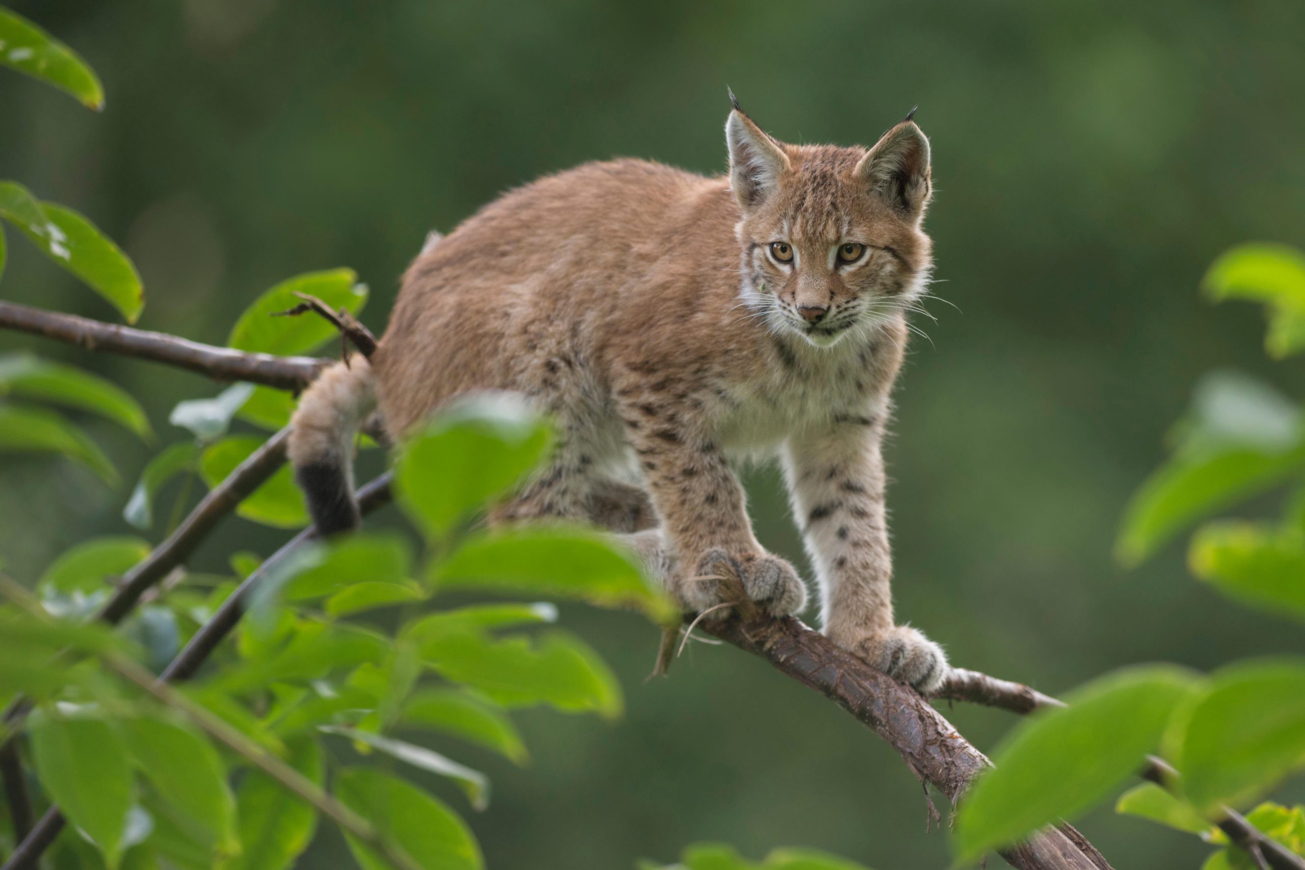 A Eurasian Lynx cub.