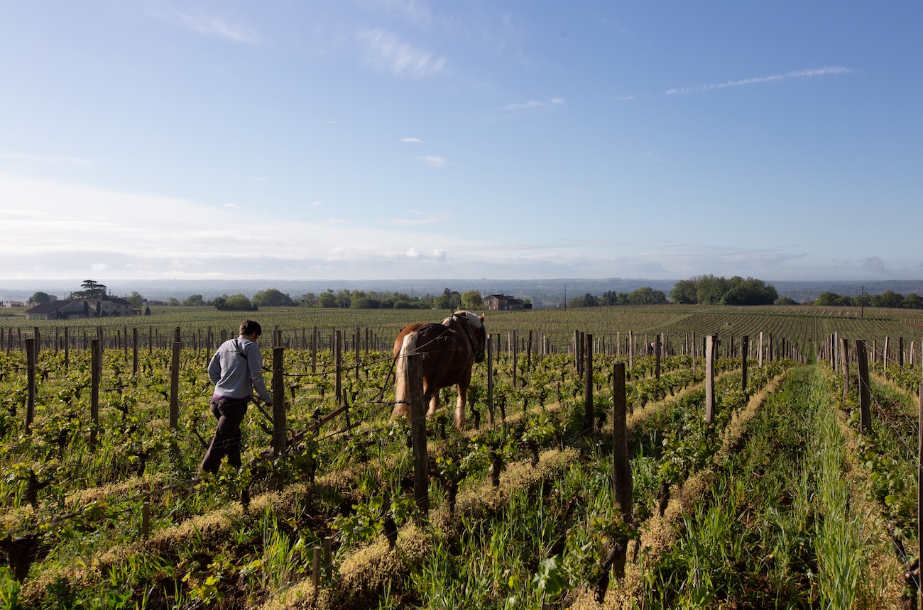 man ploughing vineyard with horse Bordeaux