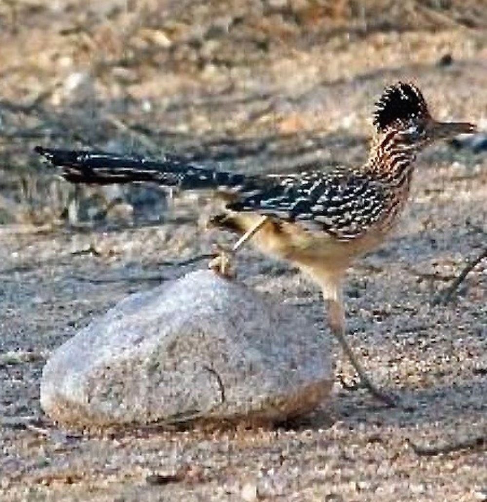 Darlings of the American Deserts: Photos of the Greater Roadrunner | Live Science