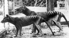 A black and white photo of two thylacines