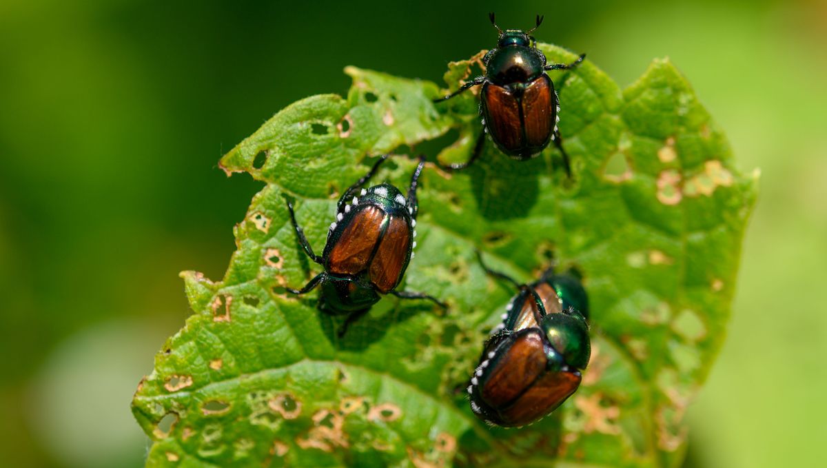 7 ways to repel Japanese beetles and keep your yard safe