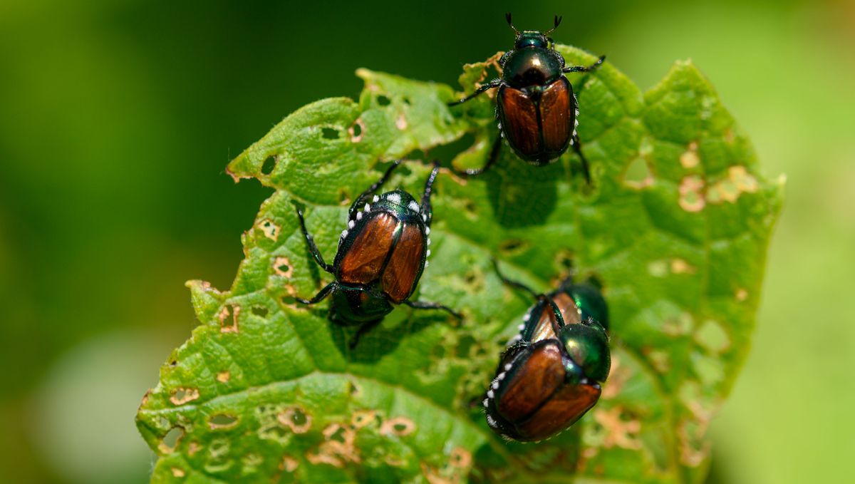 Japanese beetles on a leaf