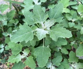 Green orach growing in the garden