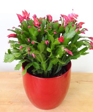 christmas cactus with pink flowers in a red pot