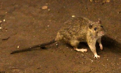 A rat wanders the subway tracks at Union Square