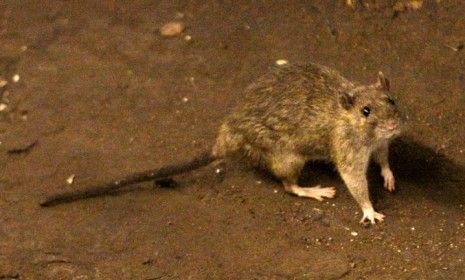 A rat wanders the subway tracks at Union Square