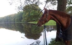 Poppy-and-the-flood.jpg