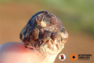 The snake's eye likely developed early during its embryonic stage of development.