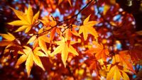 A close-up of orange fall leaves