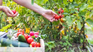 harvesting tomatoes that are companion planted with flowers