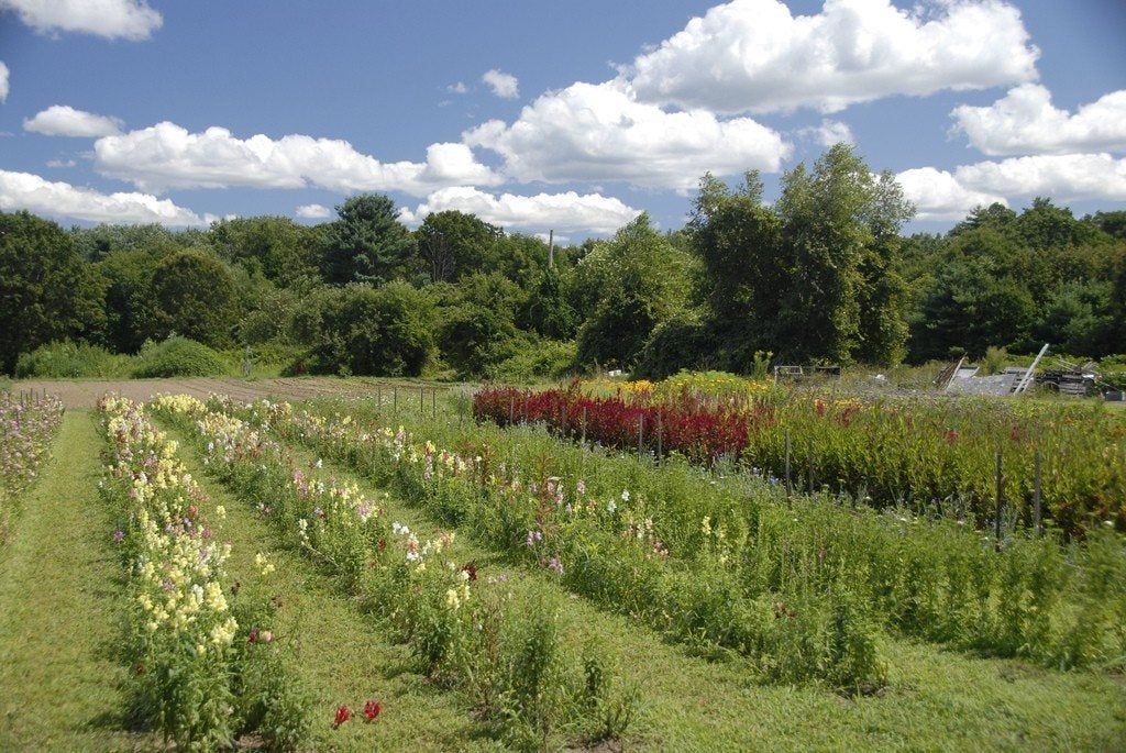 Cutting Flower Garden With Rows Of Plants