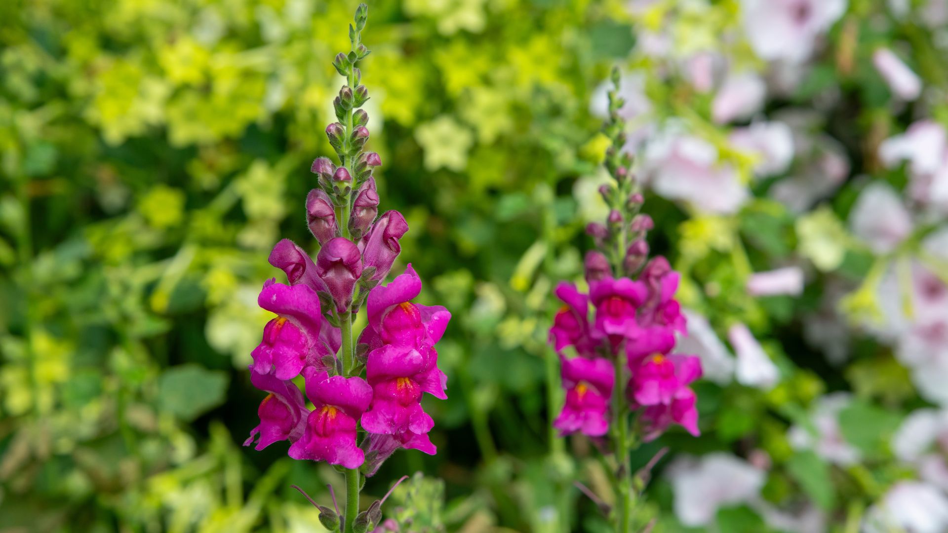 picture of snapdragons in garden