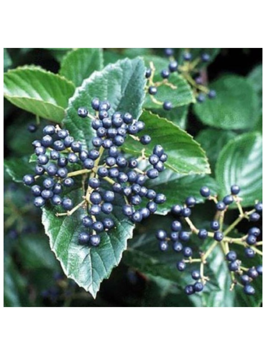 Nature Hills Nursery, Chicago Lustre Arrowwood Viburnum