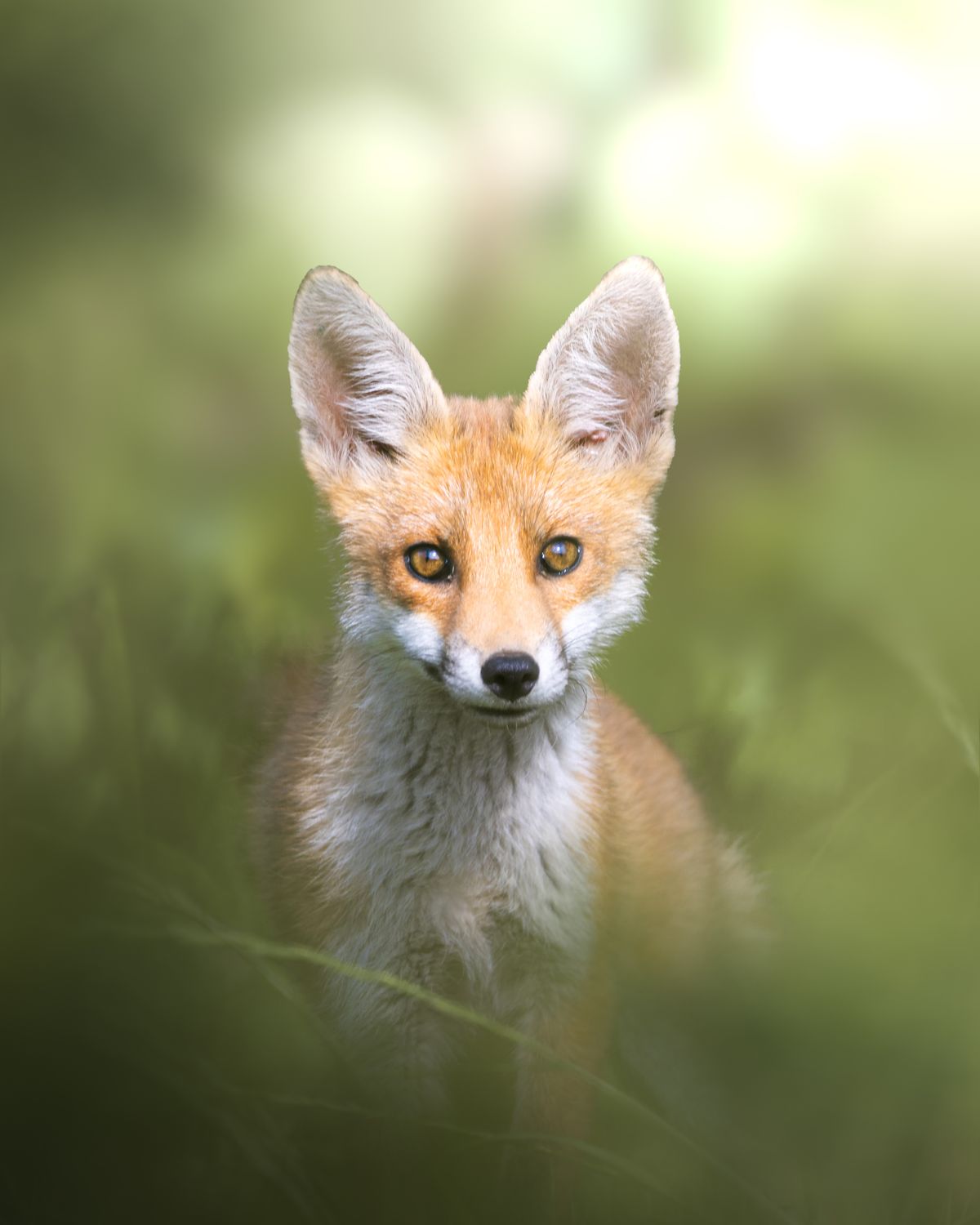 A fox making eye contact with the camera