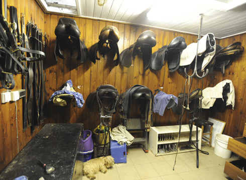 SADDLES-3.jpg