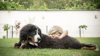 a child lies on the back of a large Bernese mountain puppy