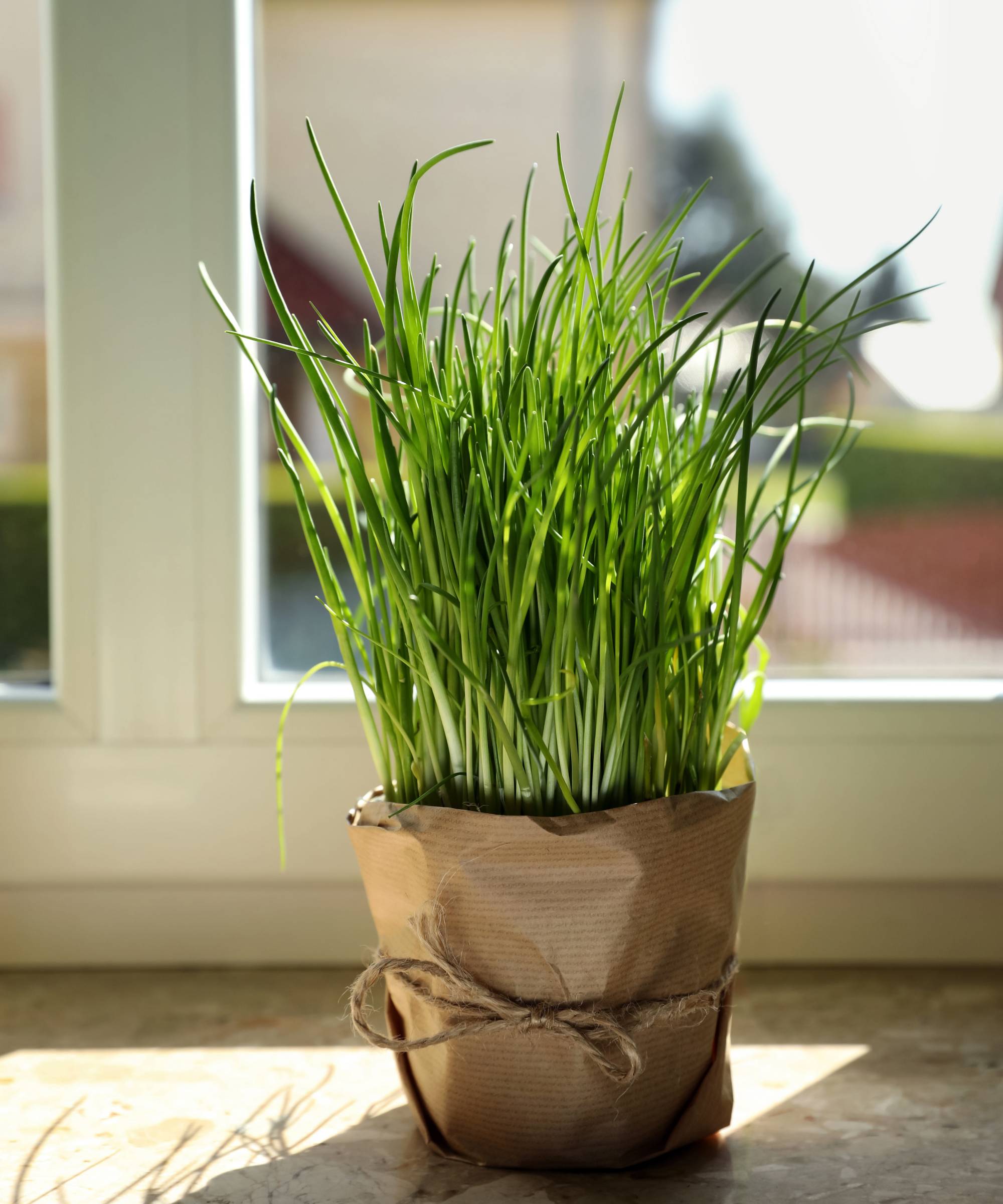 Chives growing indoors in windowsill