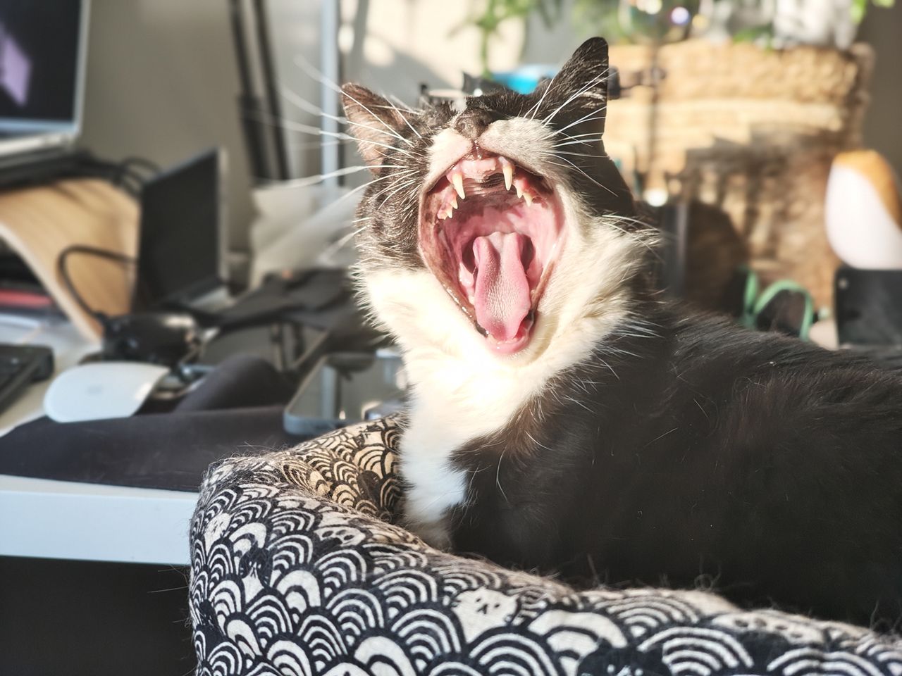 Nothing Phone 3a camera sample cat yawn