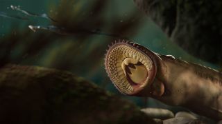 A reconstruction of one of the newly described lamprey species.