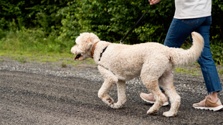 White dog lifting his paw up on a walk, one of the signs of luxating patella in dogs