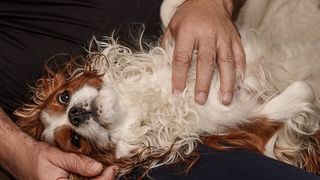 A Cavalier King Charles Spaniel in owners lap