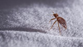 A bed bug up close on a white mattress