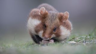 Hamster with full cheek pouches