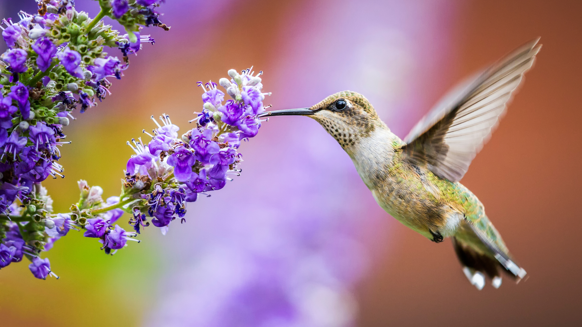 hummingbird drinking from flower 
