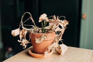 A dry and wilted houseplant in a terracotta pot