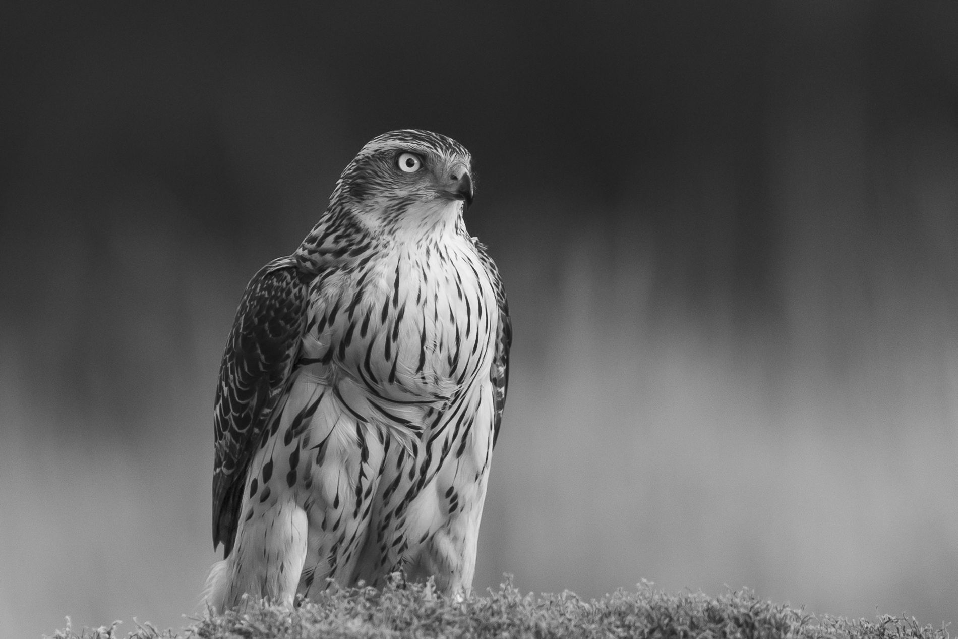 GuruShots - Monochrome Moments Jan 26