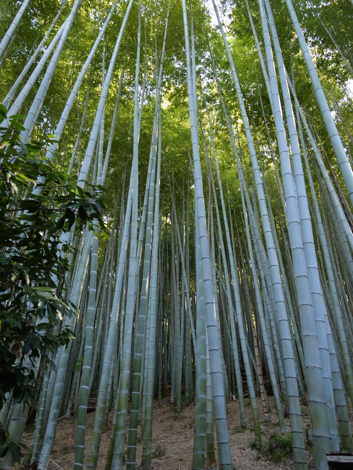 Tall bamboo stalks rising through dense green forest.