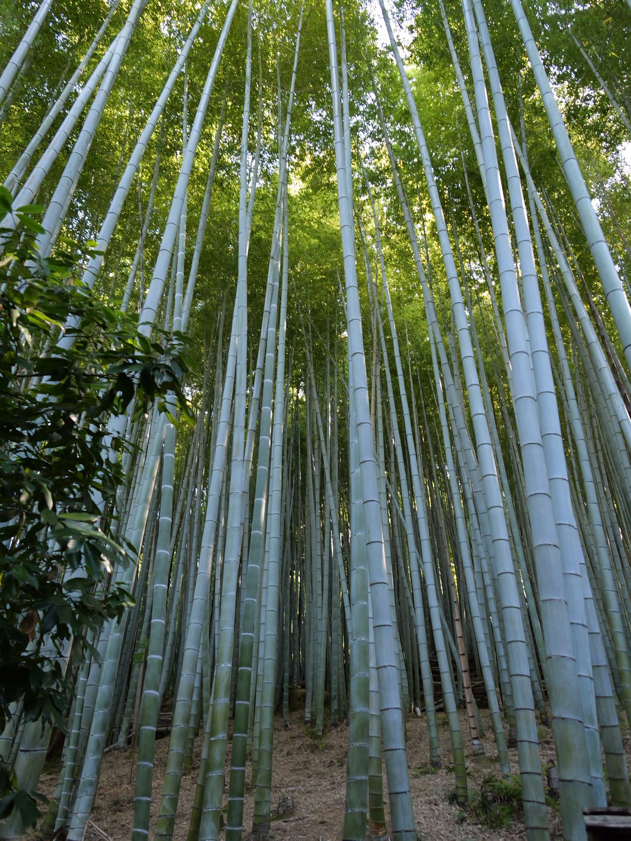 Tall bamboo stalks rising through dense green forest.