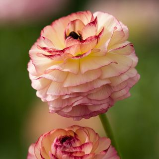 Ranunculus 'Friandine Rose Picotee' flowers growing in garden