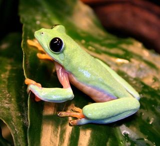 Hybrid leaf frog Do Not Republish This Photo