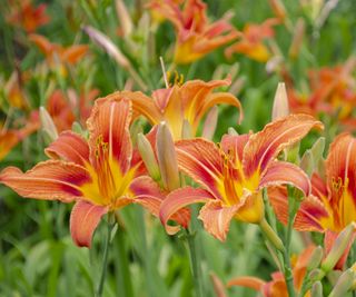 Daylily Hemerocallis