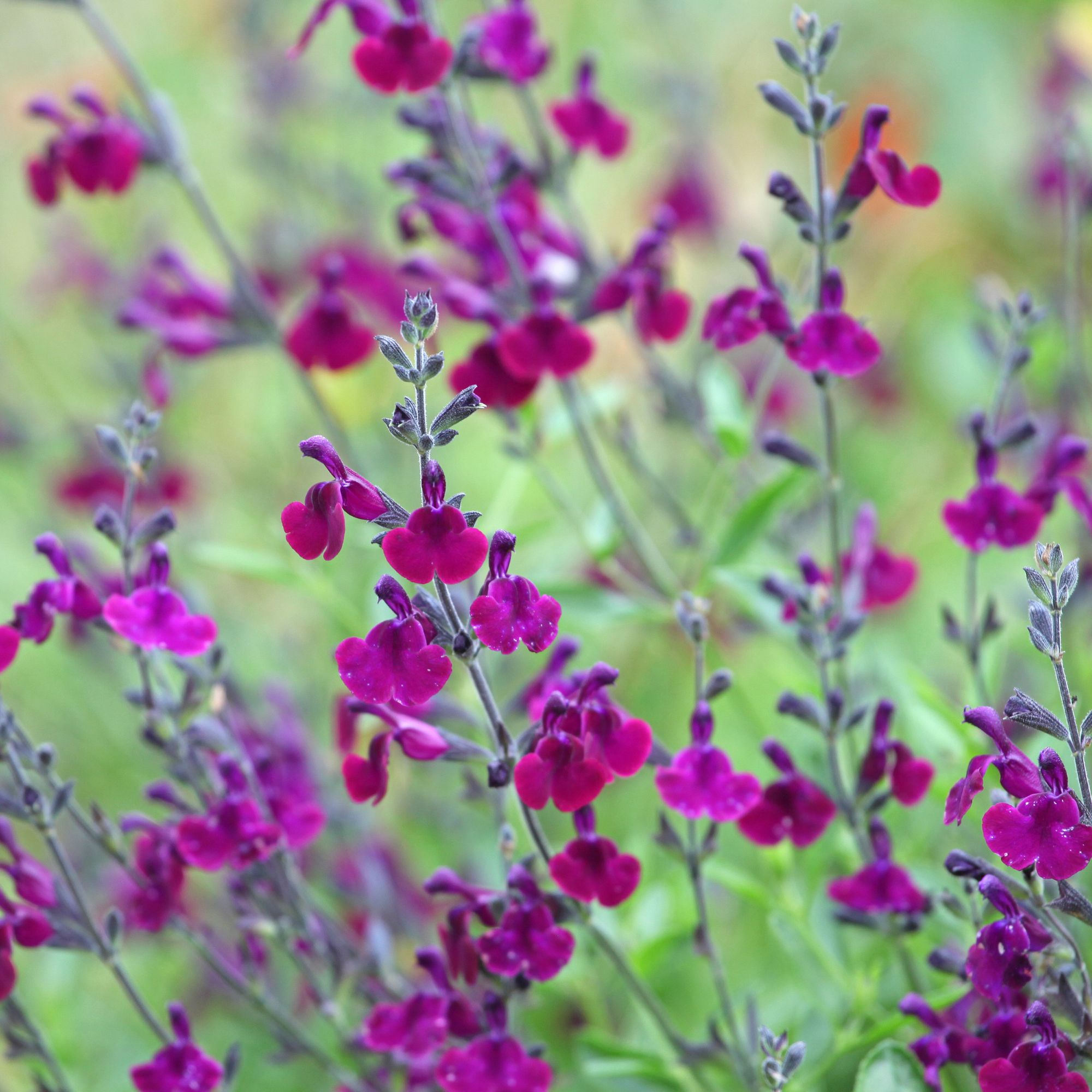 purple salvia perennial plant