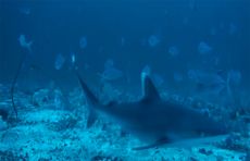 A silvertip shark caught on camera, Chagos Archipelago. 
