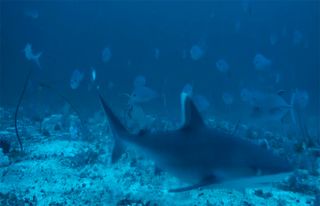 A silvertip shark caught on camera, Chagos Archipelago. 