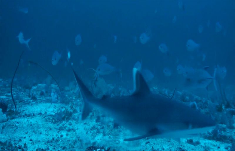 A silvertip shark caught on camera, Chagos Archipelago. 