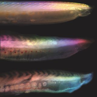 Researchers watched this fish-like amphioxus rot in the lab to compare it to a 500-million-year-old vertebrate fossil found in Canada.