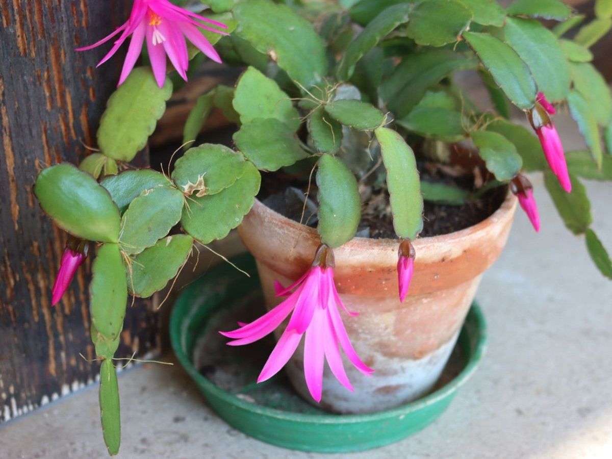 Repot Christmas Cactus 