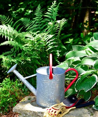 watering can next to ferns in a sunny garden