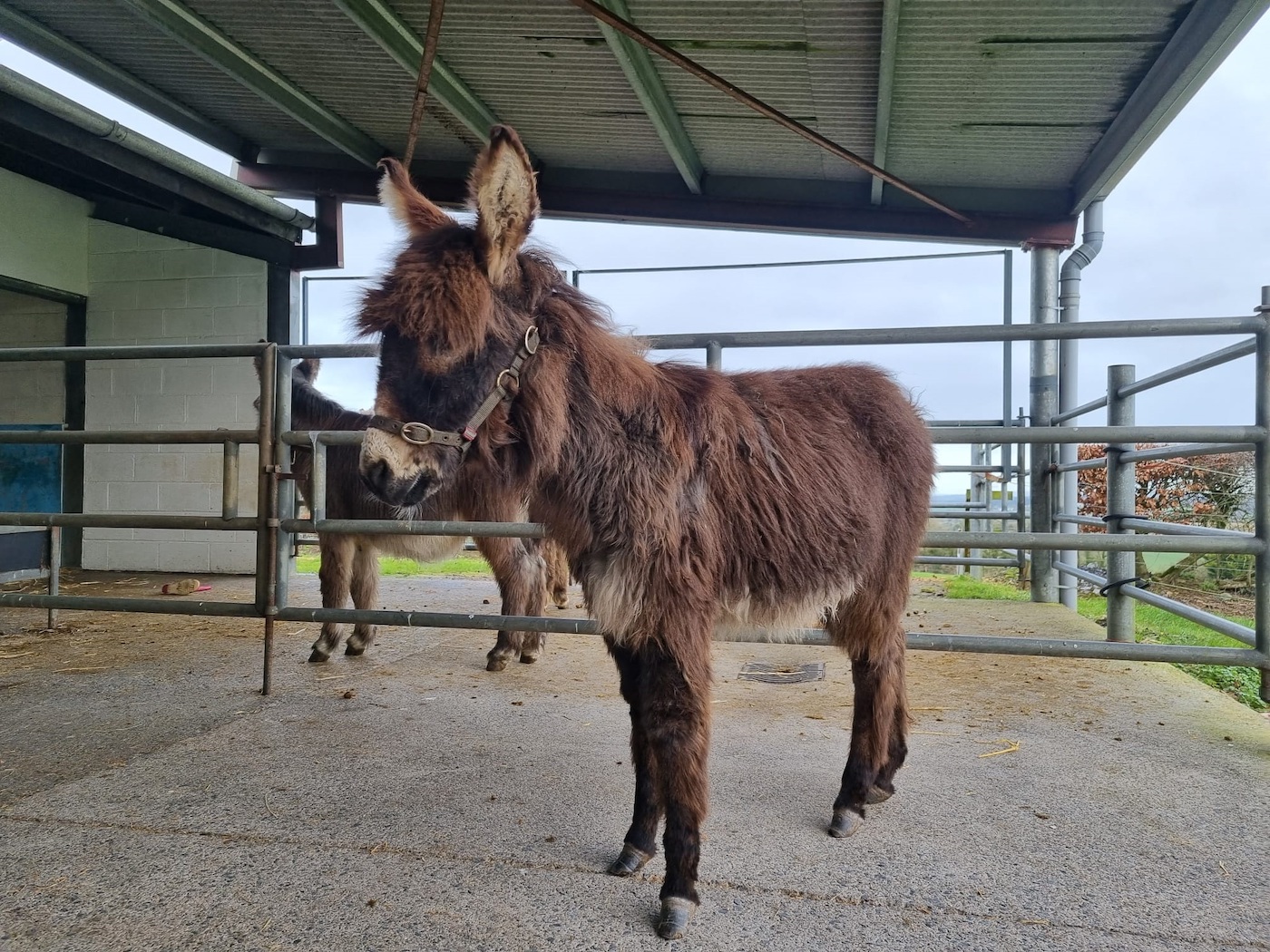 The donkey foal pictured settling in at the Donkey Sanctuary Ireland