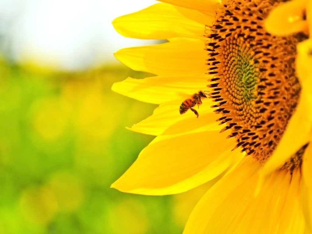 Close Up Of A Bee On A Yellow Flower