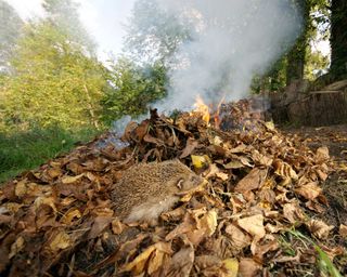 hedgehog on pile of dried leaves with bonfire behind