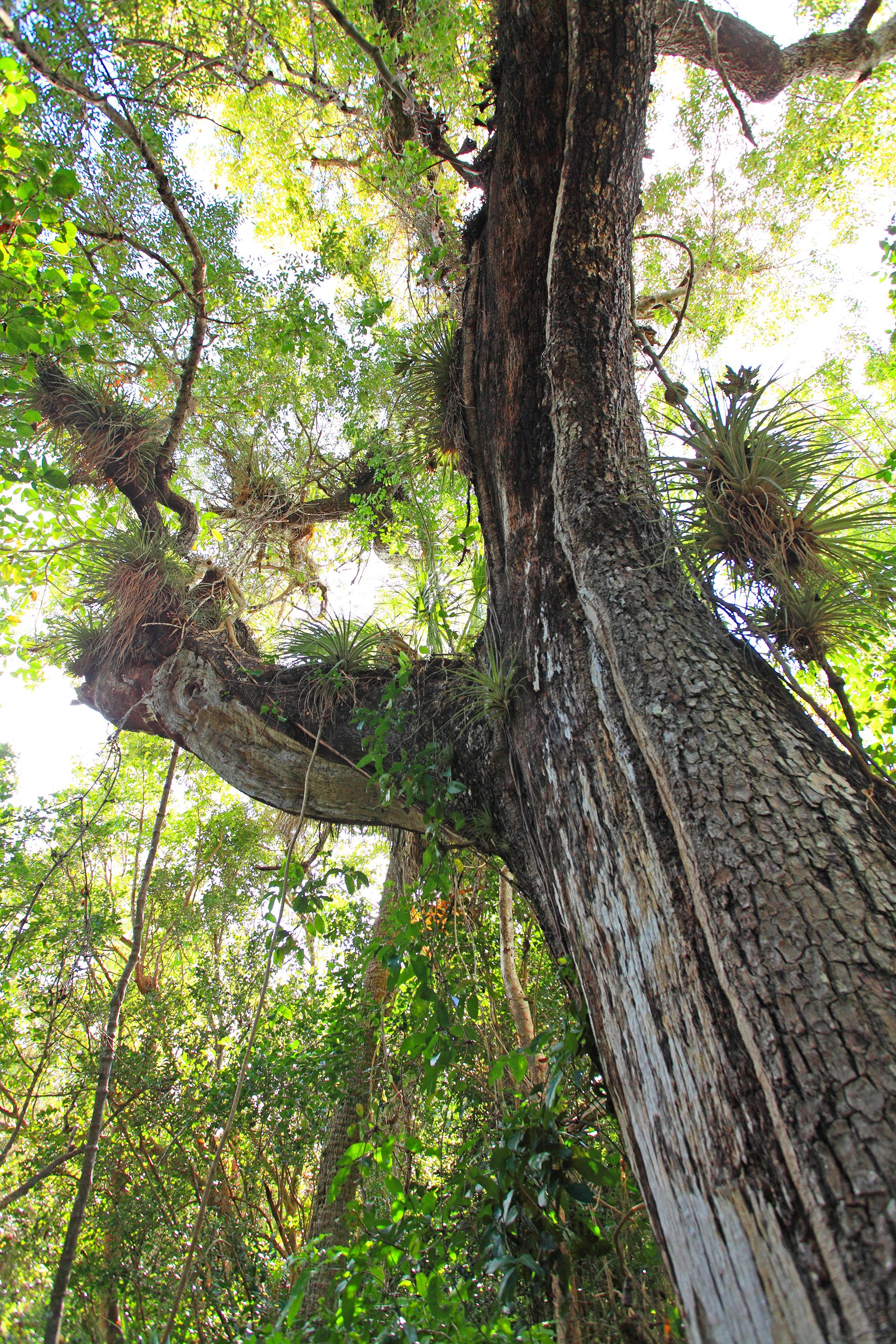 Best trees for shade including fastgrowing varieties Homes & Gardens